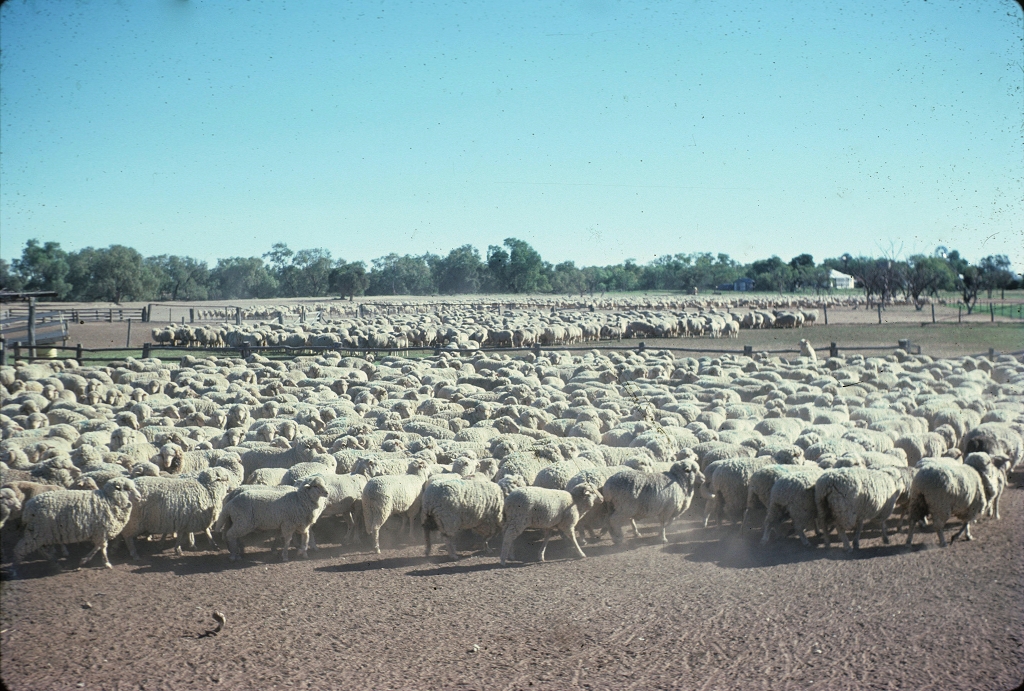 Thylungra Was Australia s Largest Sheep Station In Its Heyday In The 