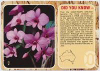 <span class="caption-caption">Cooktown Orchid</span>, c1970-2000. <br />Postcard, collection of <span class="caption-contributor">Murray Views Collection</span>.