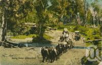<span class="caption-caption">Hauling timber, Queensland</span>, c1910. <br />Postcard by <span class="caption-publisher">Valentine & Sons</span>, collection of <span class="caption-contributor">Centre for the Government of Queensland</span>.