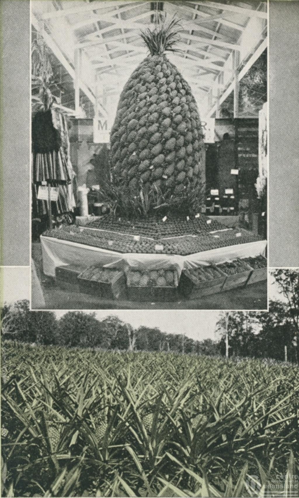 Pineapple Trophy (Brisbane Show) and Pineapple Farm Woombye