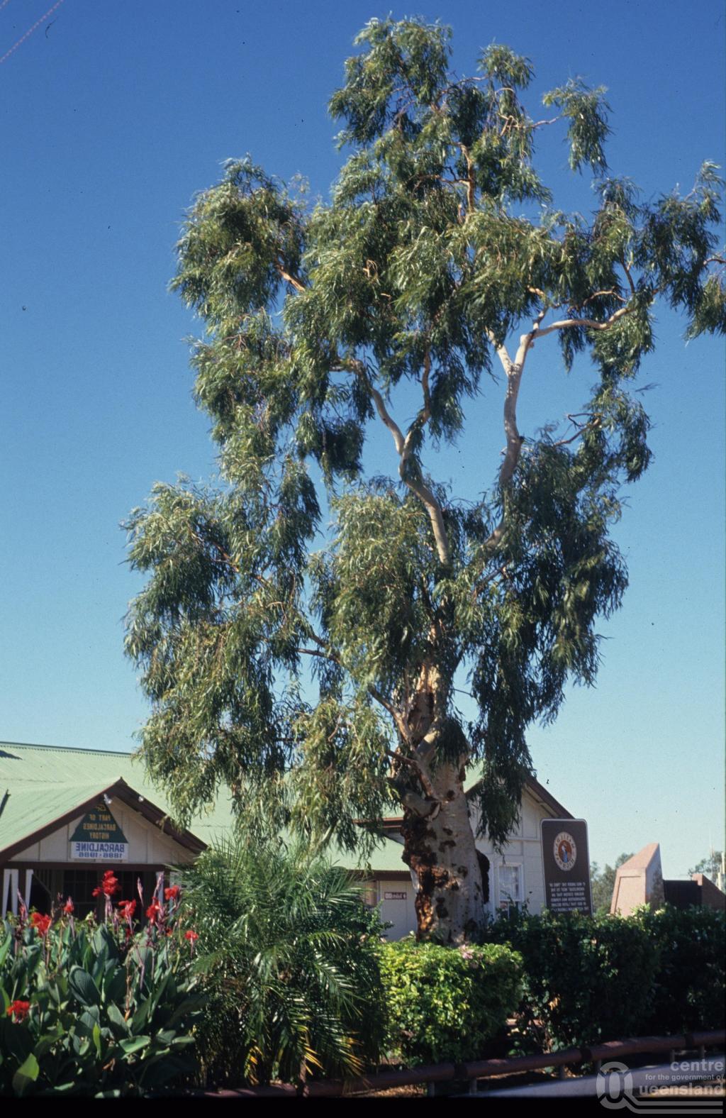 the original tree of knowledge barcaldine queensland places the original tree of knowledge barcaldine queensland places