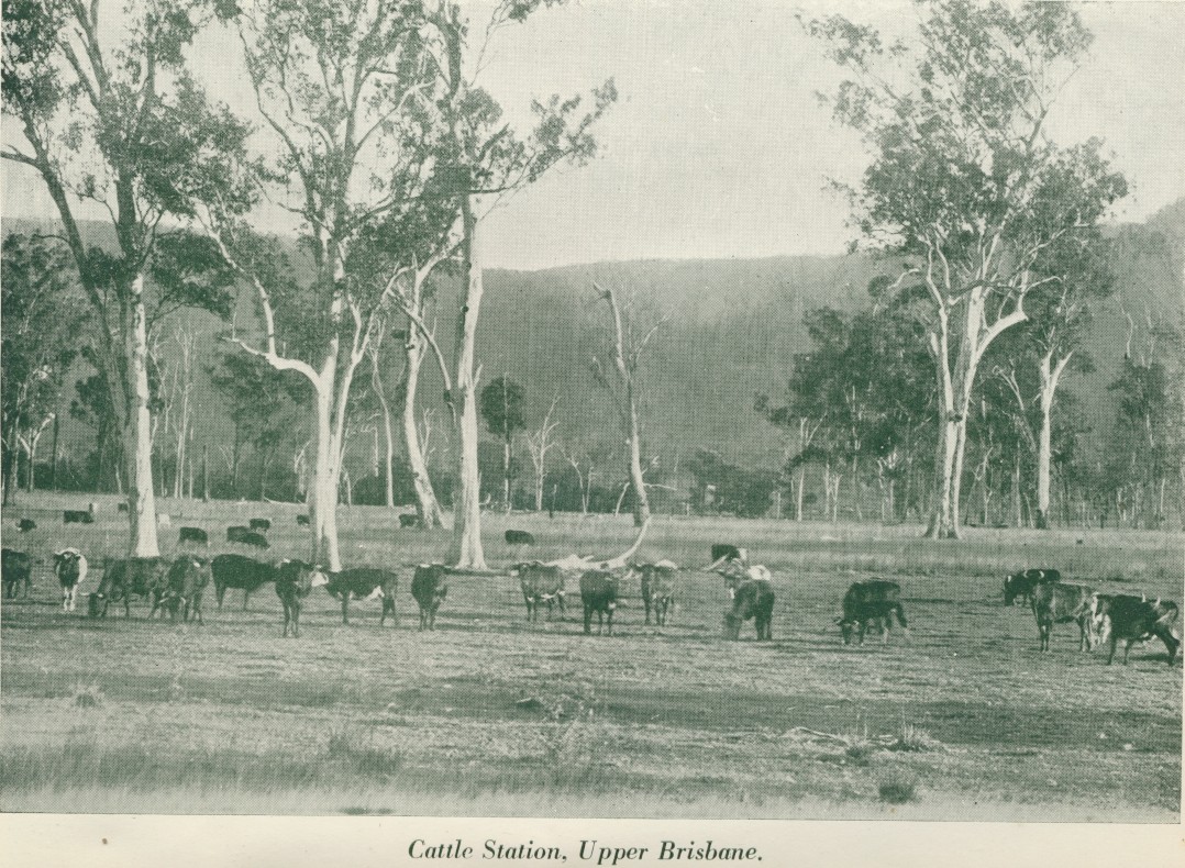 Cattle station, Upper Brisbane River | Queensland Places